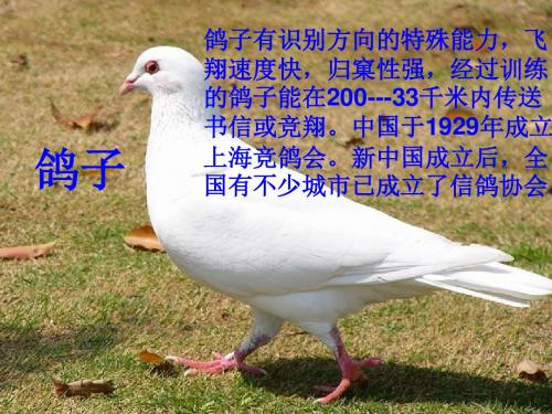 5《雪儿》课件修改