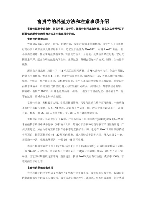 富贵竹的养殖方法和注意事项介绍