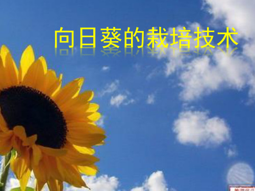 向日葵的栽培技术
