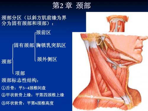 颈部断层解剖abc