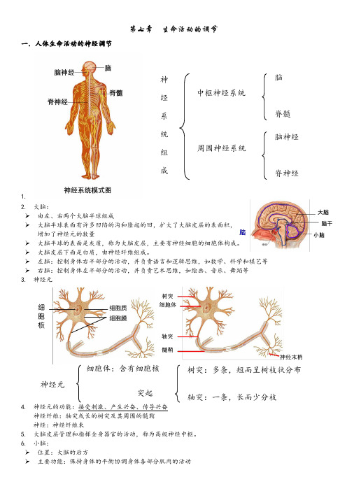 科学华师版八下第七章  生命活动的调节