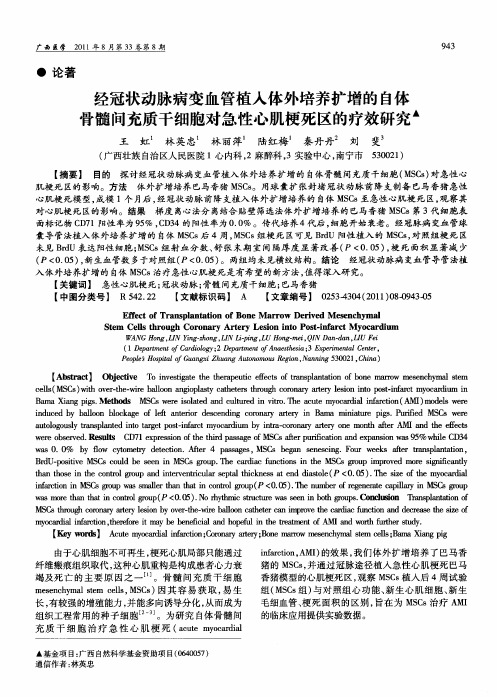 经冠状动脉病变血管植入体外培养扩增的自体骨髓间充质干细胞对急性心肌梗死区的疗效研究