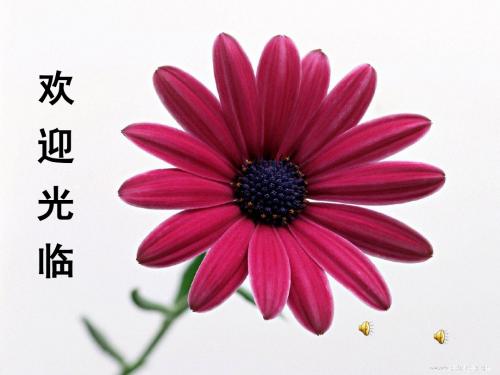 初中作文妙笔生花话开头——议论文如何提出观点ppt