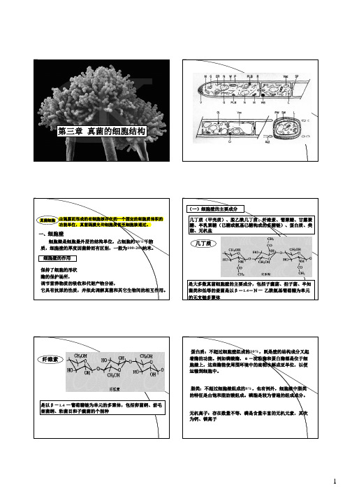 3-真菌的细胞结构
