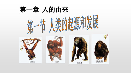 人教版七年级生物下册第1章人的由来PPT