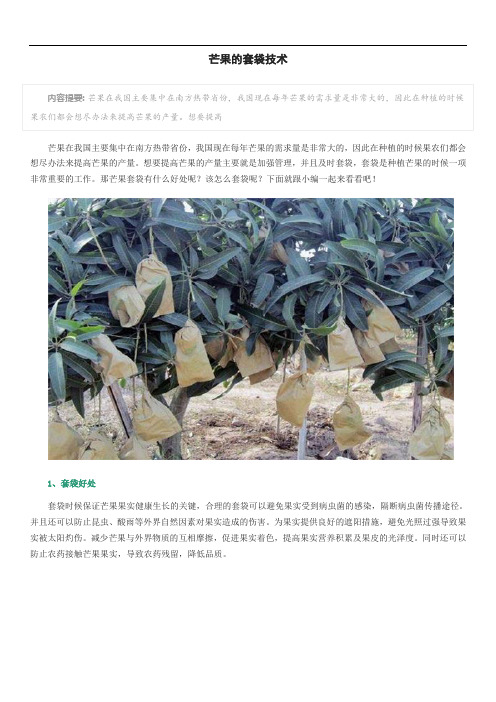 芒果的套袋技术