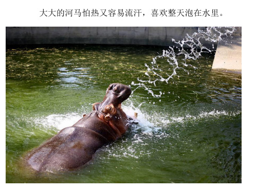 动物洗澡