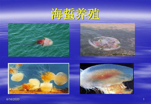 海蜇池塘养殖