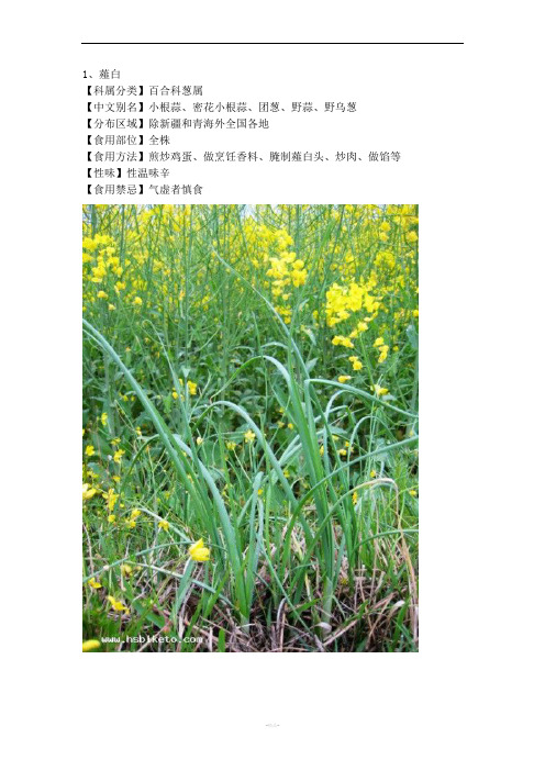 北方常见野菜图集