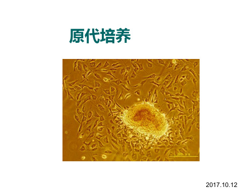 细胞生物学实验-细胞的原代培养