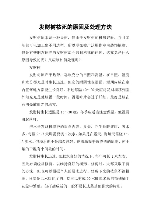 发财树枯死的原因及处理方法