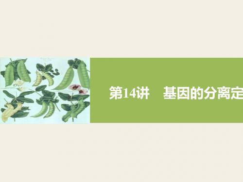高三生物一轮复习讲义第五单元：遗传的基本规律ppt 苏教版