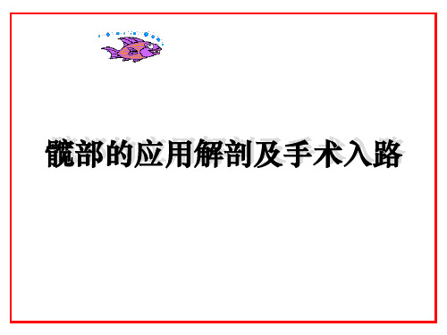 髋部解剖及入路