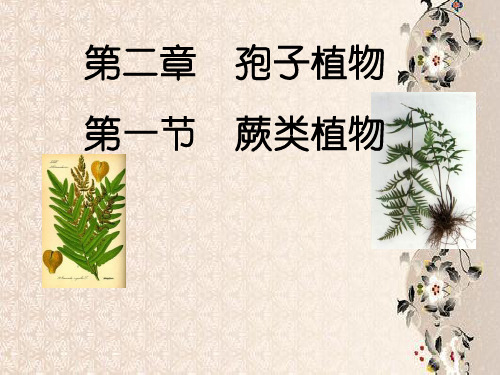 蕨类植物PPT教学课件