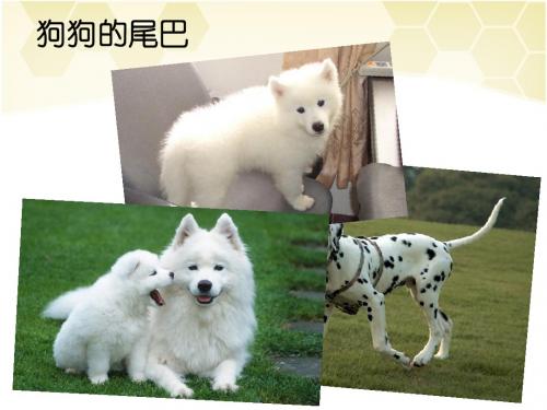 如果人类也有尾巴