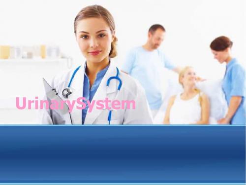 Urinary System泌尿系统全英文