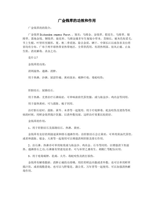 广金钱草的功效和作用