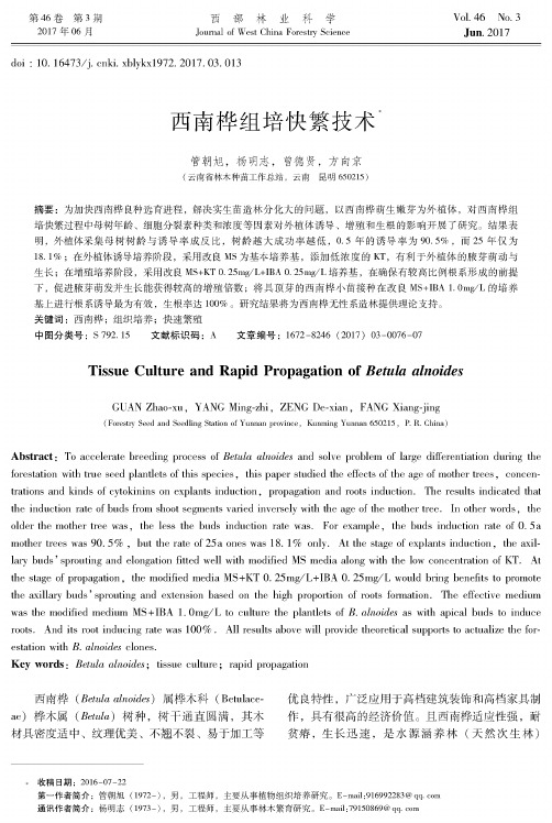 西南桦组培快繁技术