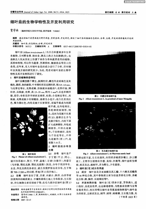 细叶韭的生物学特性及开发利用研究