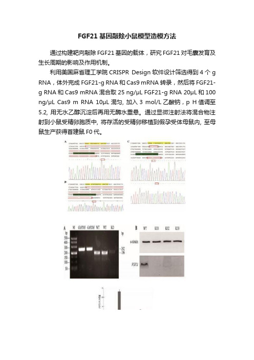 FGF21基因敲除小鼠模型造模方法