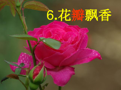 花瓣飘香演示文稿