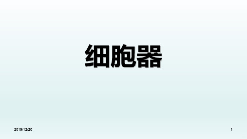 高中生物细胞器PPT课件