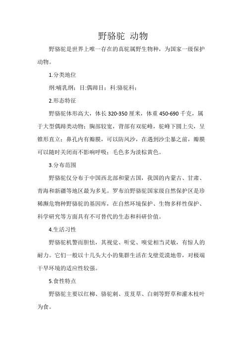 野骆驼 动物