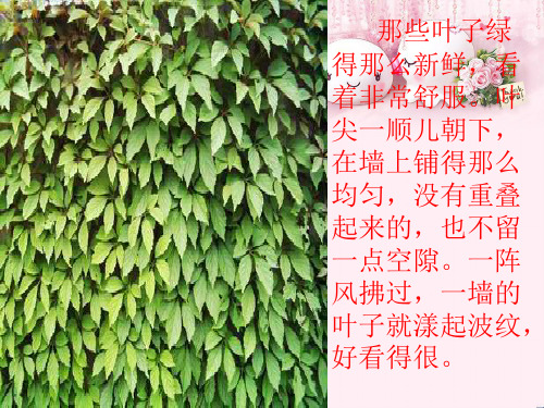最新四年级语文上册 第7单元 26.那片绿绿的爬山虎 新人教版优选教学课件