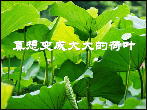 《真想变成大大的荷叶》PPT课件四