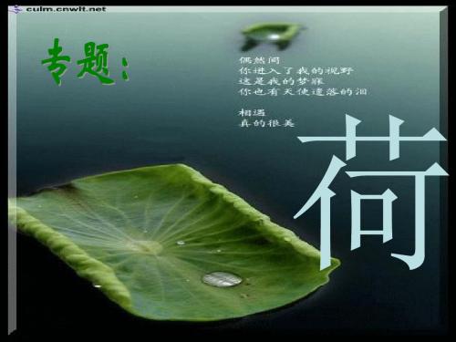 苏教初中语文七下《25专题荷》PPT课件 (3)