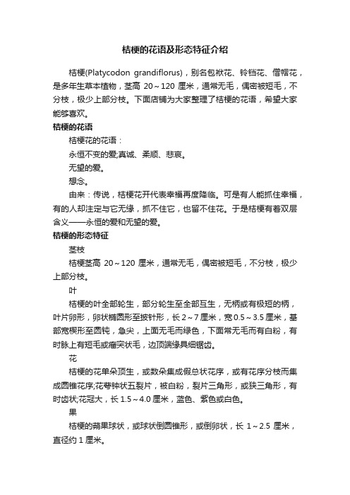 桔梗的花语及形态特征介绍