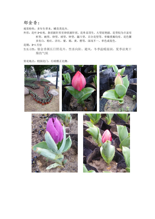 第一组郁金香--垂丝海棠