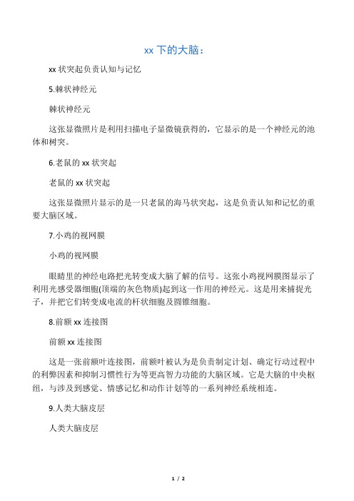 显微镜下的大脑：海马状突起负责认知与记忆