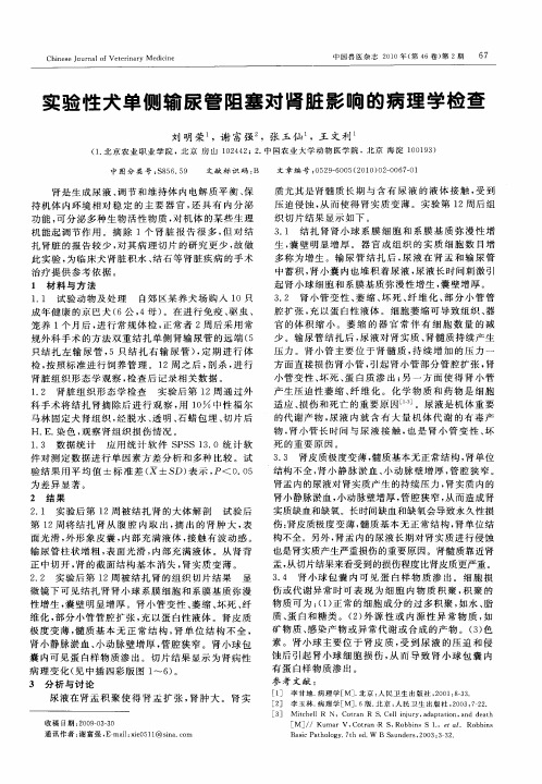实验性犬单侧输尿管阻塞对肾脏影响的病理学检查