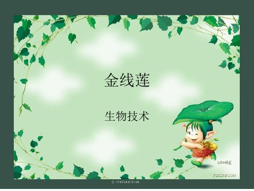 金线莲