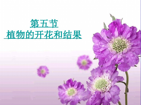 苏教版七年级上册第五节植物的开花和结果