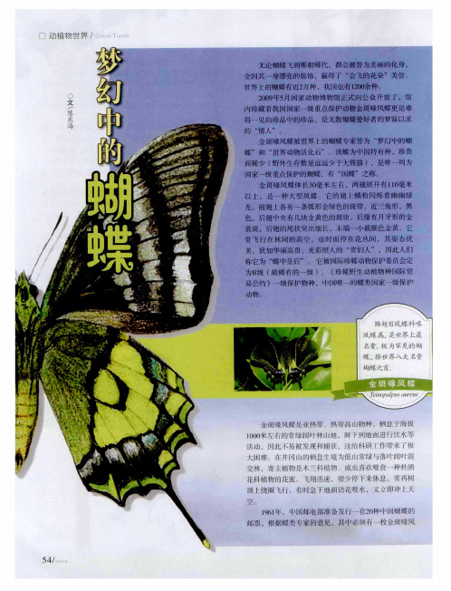 梦幻中的蝴蝶