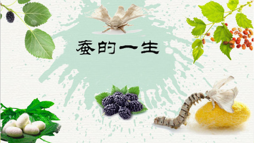 三级下册科学课件-蚕的一生 教科版