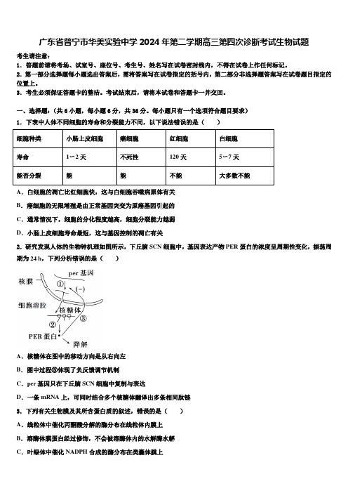 广东省普宁市华美实验中学2024年第二学期高三第四次诊断考试生物试题含解析