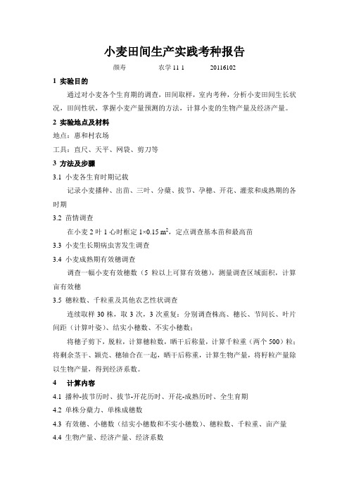 小麦田间生产实践考种报告