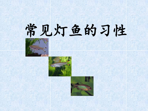 常见灯鱼的习性