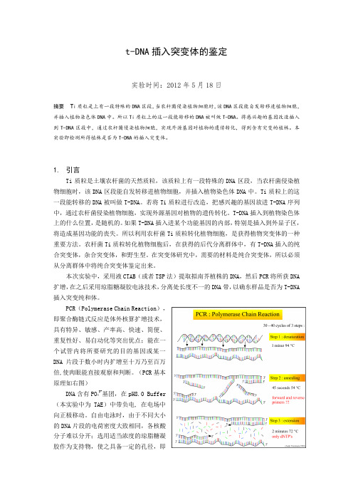 t-DNA插入突变体检测