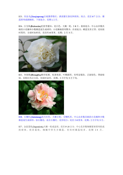 华东地区山茶花品种解析