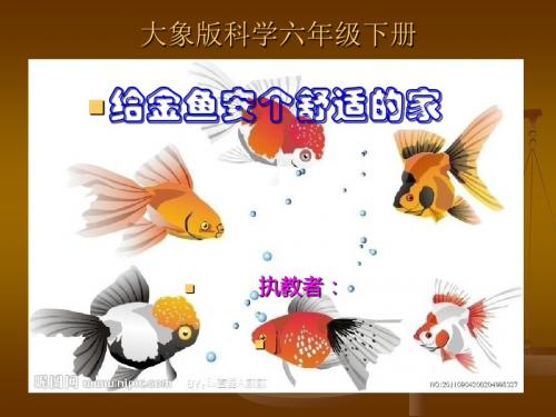 大象版科学六下《给金鱼安个舒适的家》课件