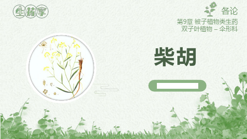 093002 伞形科 - 柴胡