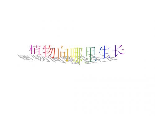 小学六年级科学上册 第5单元 22 植物向哪里生长说课名师公开课省级获奖课件 青岛版