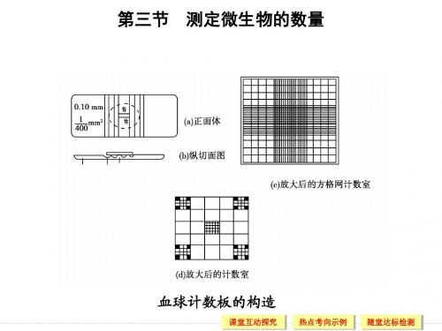 中图版高中生物选修1课件 1.3 测定微生物的数量 课件