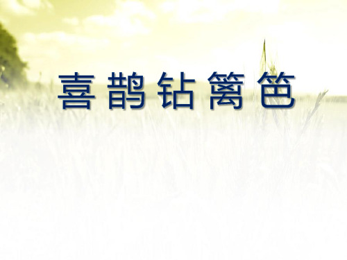 《喜鹊钻篱笆》PPT课件二