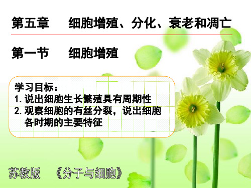 【高中生物】细胞增殖ppt13