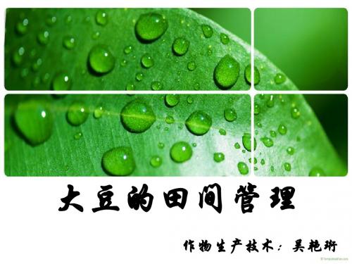 大豆的田间管理